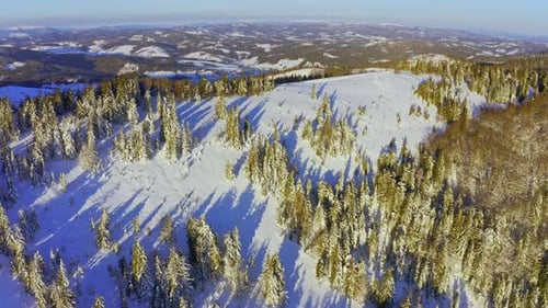 High Snowy Mountain Covered with Evergreen Fir Trees on a Sunny Cold Day