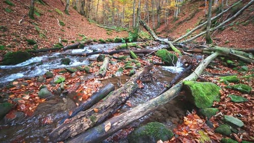 Mountain River with Autumn Leaves