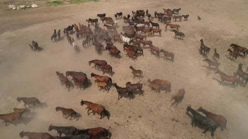 Nature In Horses