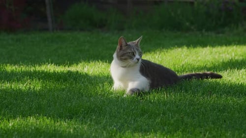 Funny Tabby Domestic Cat Getting Up in the Backyard and Looking Around