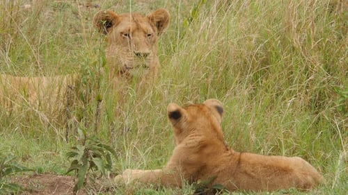 Male Lions on the rocks in Serengeti National Park Tanzania