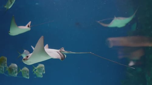 A stingray swimming close-up in the ocean. the ecology and fauna of the oceans