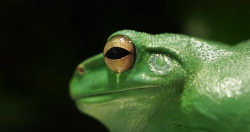Extreme Close Up of a Bright Green Frog