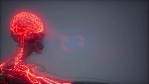 3D Human Brain and Nervous System Digital Scan Animation