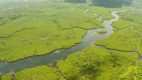Aerial View of Mangrove Forest and River