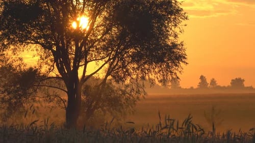 Golden Sunrise Through Silhouetted Tree in Rural Field