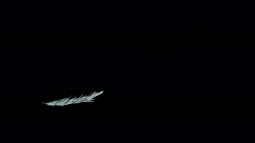 Feathers 24