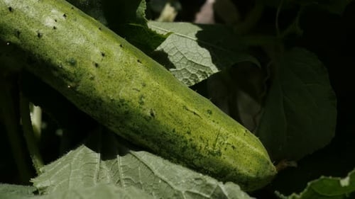 Slow pan over creeping plant of green cucumber vegetable 4K 2160p 30fps UltraHD footage - Close-up