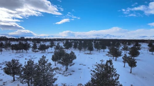 Winter Forest Nature Snow Covered