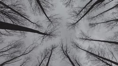 Trees