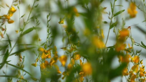 Vibrant Yellow Flowers Blooming in Natural Setting
