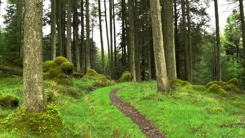 Panorámica a través de un bosque