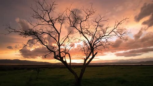 Bare Tree in Field During Sunset