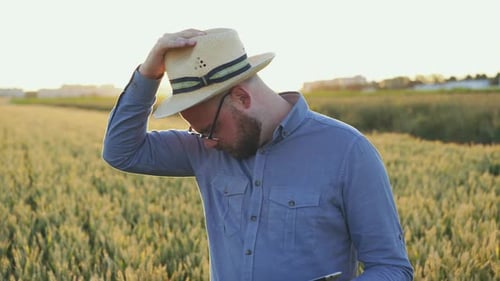 Young Farmer Checking Wheat Harvest on Field Using Tablet in Evening