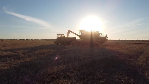 Combine Harvester in the Field Pours Grain Into the Body of a Tractor Video From a Drone in Peresvet