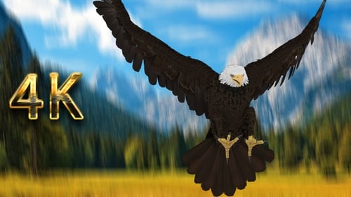 American Weißkopfseeadler