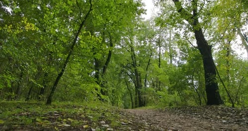 Trees and Leaves