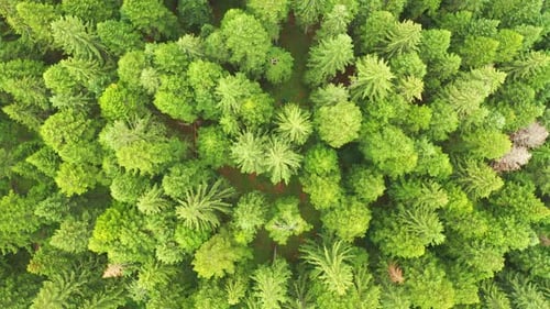 Over Top View of Green Pine Forest