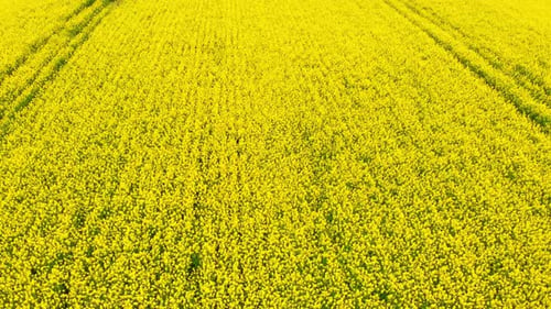 Aerial Drone Shot Drone Flying Above Blooming Rapeseed Field