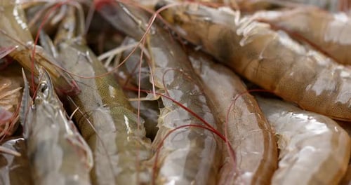 Raw Shrimp Close-Up