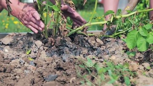 Harvesting Red Potatoes Freshly from the Garden