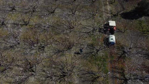 Flowering Orchard in Spring From Above