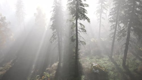Forêt lumineuse tôt le matin dans les montagnes