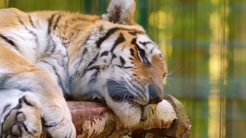 Majestic Tiger Sleeping Peacefully on a Log