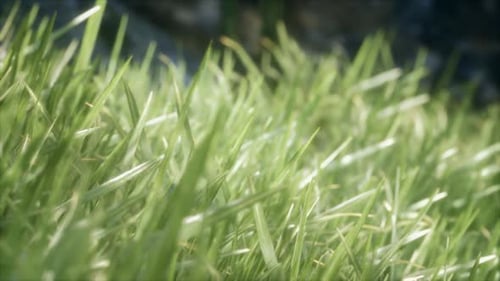 Frisches grünes Gras im Wald
