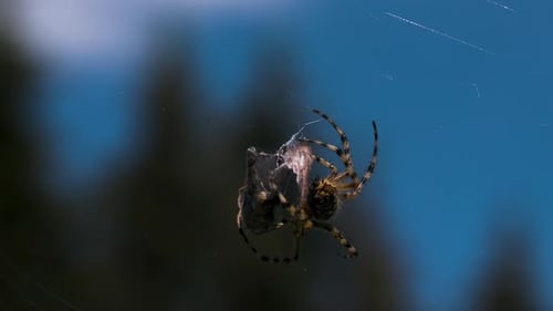 Close Up of a Spider with a Captured Victim on Blurred Nature and Blue Sky Background