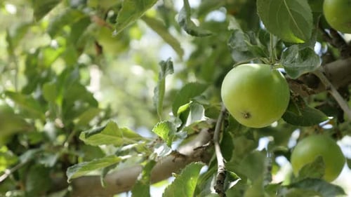 Nahaufnahme von frischen Bio-Äpfeln auf Ästen 4K 2160p 30fps UltraHD-Aufnahmen - Green Malus pumil