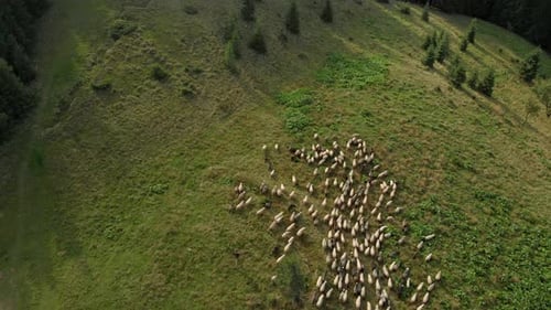 Picturesque Rural Mountain Landscape with Flock of Sheep