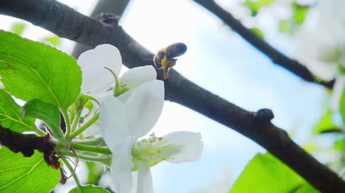 Bee Pollinating White Flower in Spring