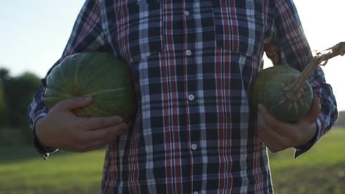 Working Process of Harvesting Pumpkins on the Eco Farm at Sunset