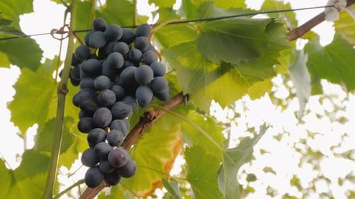 Ripening Grapes Hanging from Vine in Vineyard