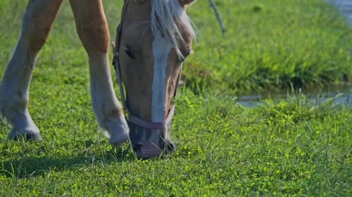 Brown Horses in the Horse Farm