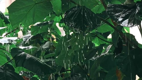 Heavy Rain of the Tropical Forest.