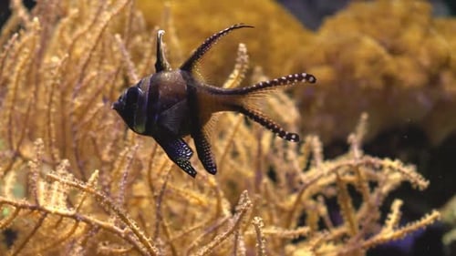 Banggai Cardinalfish Swimming near Coral in Aquarium