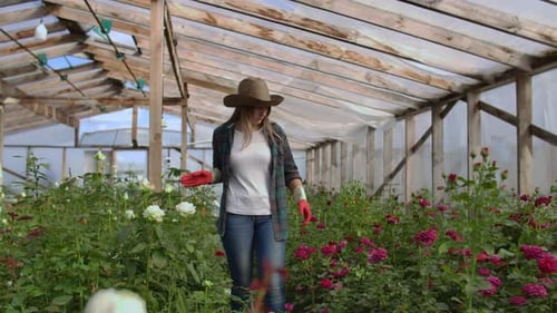 Woman tending colorful roses in a greenhouse
