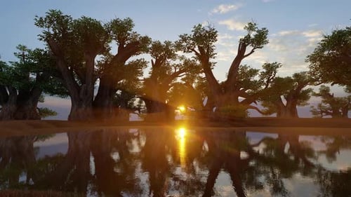 Coucher de soleil aux baobabs