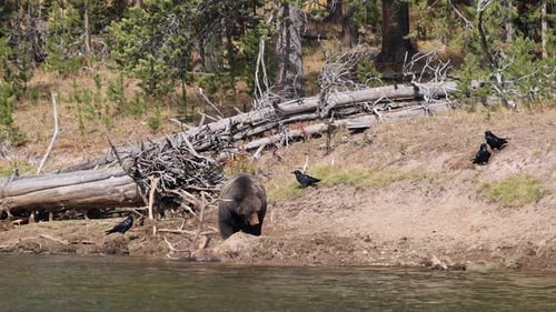 Grizzly Bear along the Yellowstone River with Elk carcass it has buried