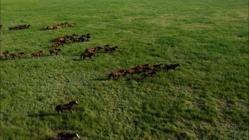 Chevaux sauvages qui courent des Mustangs sauvages sur la belle herbe verte