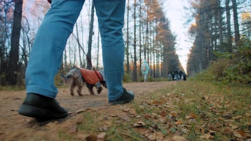 Man Walks Dog on Park Lane