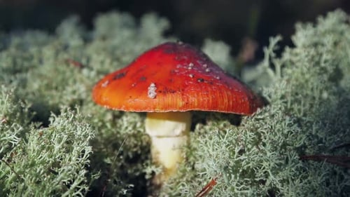 Bright Red Mushroom Standing Tall in Forest Moss