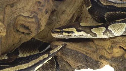 Royal Python or Python Regius on Wooden Snag in Studio Against a White Background. Close Up