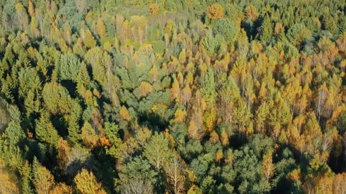 Autumn in Forest Aerial Top View. Fall Colors of Mixed Countryside Woodland, Green Conifers, Yellow