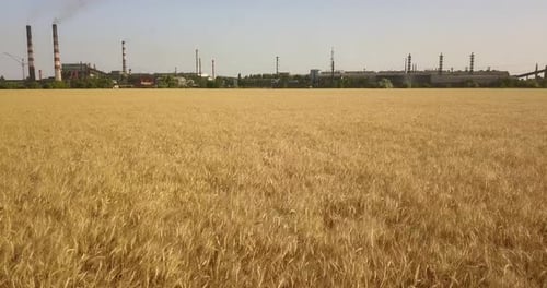 Quick Flight Over A Wheat Field Near A Plant That Pollutes The Environment And Smoke From Pipes