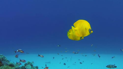 Underwater Colorful Tropical Fish Butterflyfish