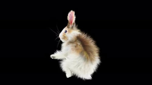 Realistic Fluffy Rabbit Hopping Loop Animation