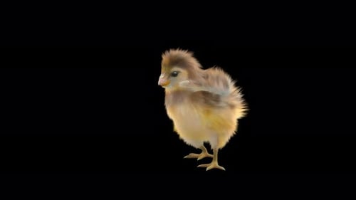 Adorable Baby Chick Animation Standing and Looking Around